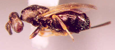 Photo of Hymenoptera: Pteromalidae 