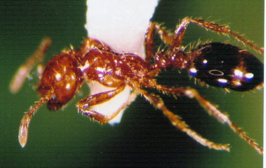 Photo of Hymenoptera: Formicidae Solenopsis 