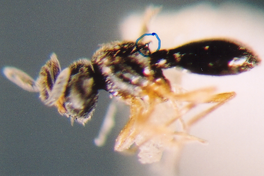 Photo of Hymenoptera: Scelionidae Spiniteleia 
