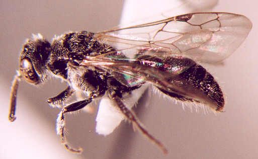 Photo of Hymenoptera: Tiphiidae