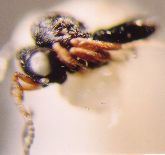 Photo of Hymenoptera: Scelionidae Trissolcus
