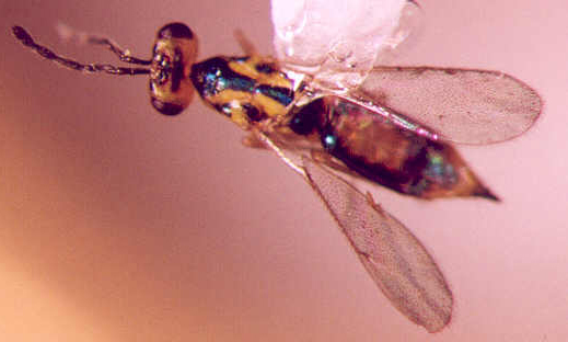 Photo of Hymenoptera: Eulophidae: Zagrammosoma 