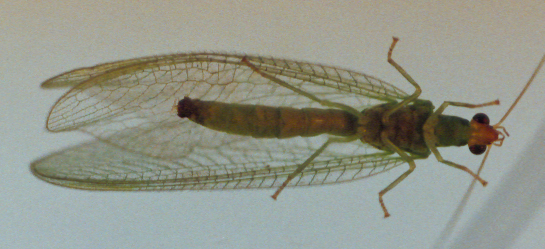 Photo of Neuroptera: Chrysopa 