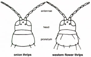 Figure 11.  Drawing of onion thrips and western flower thrips.