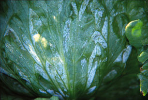 Figure 14. Photo showing fungal mycelium of downy mildew on a lettuce leaf.