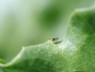 Figure 6. Photo of vegetable leafminer fly sitting on leaf