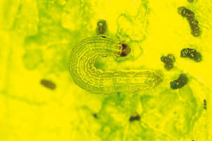 Figure 7.  Photo of a beet armyworm larva