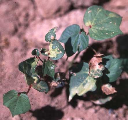 Photo of chlorotic mosaic on cotton plants.