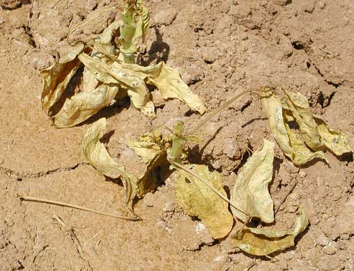 Photo of dead cowpea plants all bleached out.