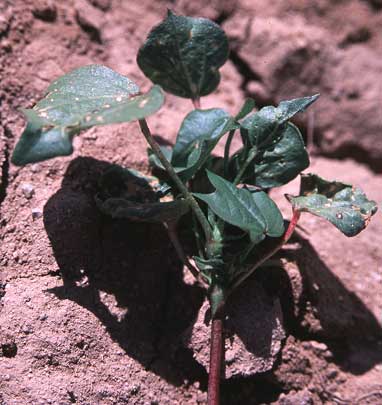 Photo of cotton plants with stacked nodes.