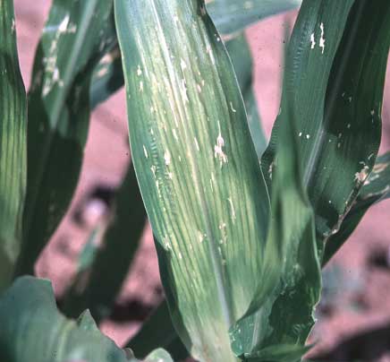 Photo of interveinal chlorosis at sub-lethal dose on corn.