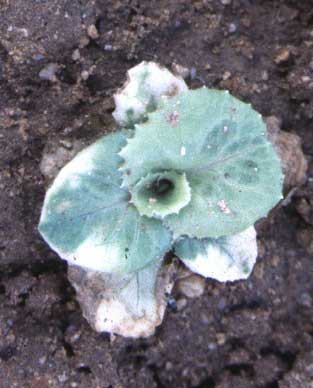 Photo of glyphosate caused chlorosis on lettuce seedlings.