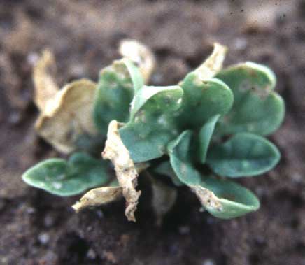 Photo of glyphosate caused chlorosis on spinach seedlings.