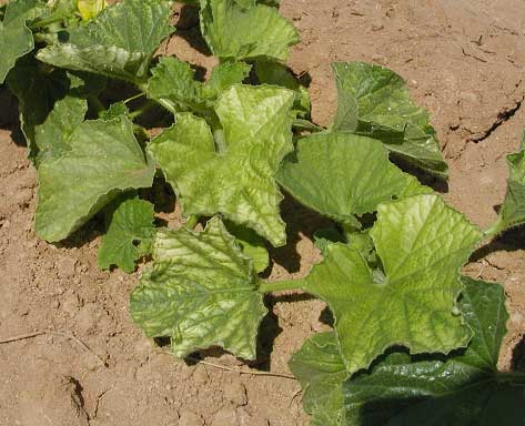 Photo of bleached leaves on cantaloupe plants.