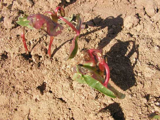 Photo of stem twisting, stem and leaf reddening.
