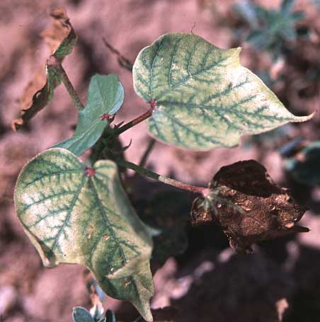 Photo of cotton plants with herbicide symptoms of atrazine.