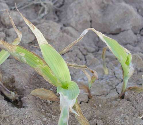 Photo of a corn plant with tip burn and necrotic lesions.