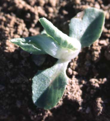 Photo of leaf curling and cupping on a lettuce seedling.