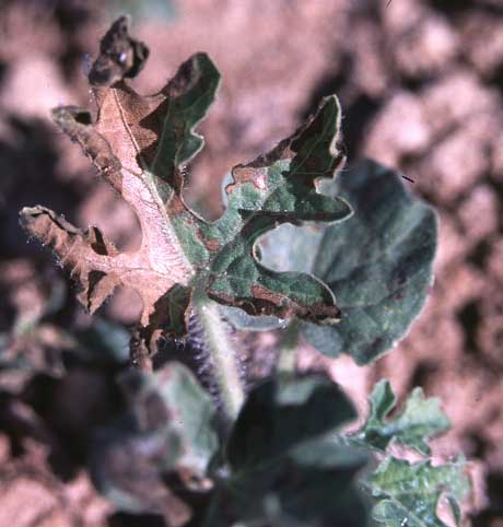 Photo of watermelon leaves with bronzing and necrotic tissue.