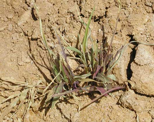 Photo of stunted and purple colored Johnson grass plant.
