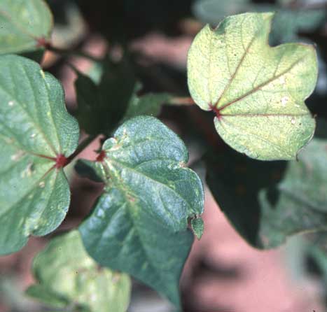 Photo of cotton leaves with red veins and some chlorosis.