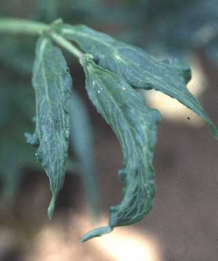 Photo of leaf strapping on cowpea.