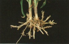 Photo of corn roots affected by Prowl.  Copyright University of Minnesota.