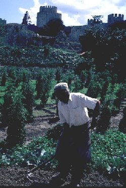 An urban farmer preparing his plot
