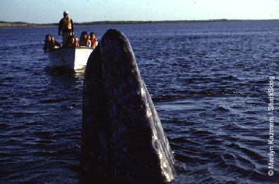 Watching a gray whale up close