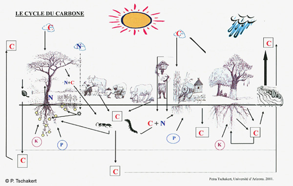 Diagram of how the nitrogen and carbon cycles work with regard to the soil