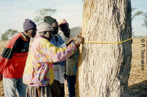 Photo of community members measuring tree diameter