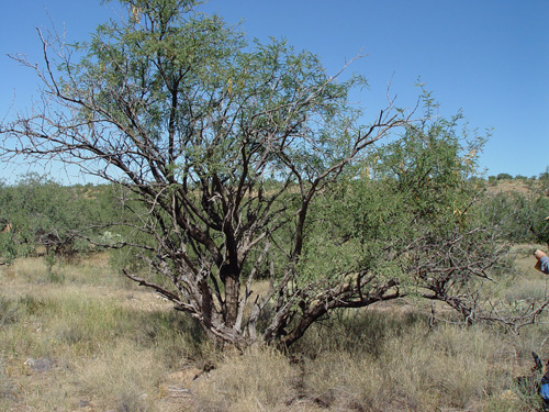 Old mesquite tree