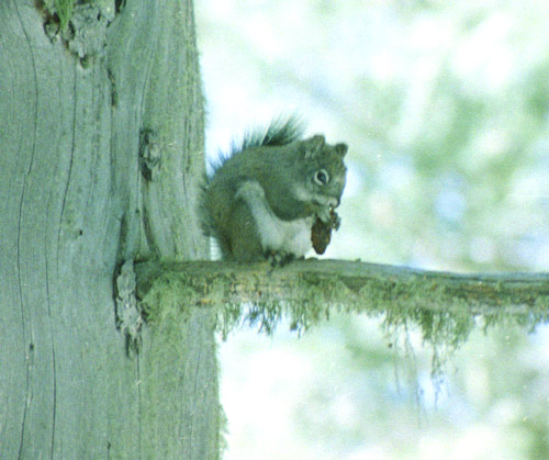 Crl Mount Graham Red Squirrel Monitoring Program Photo Gallery