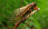 Picture of a cicada on a branch