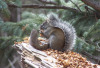 picture of squirrel on a tree