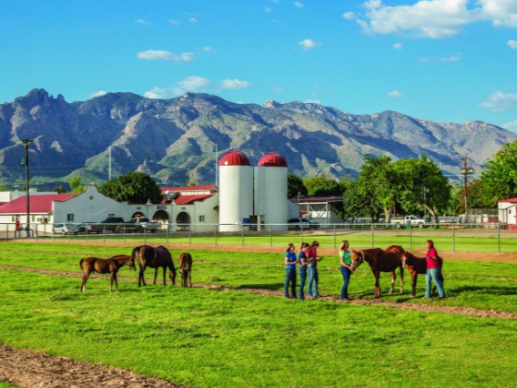 Students and staff working with horses on a field.