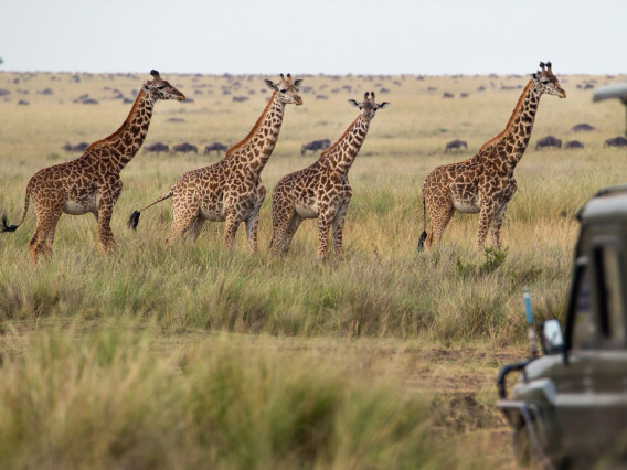 A pack of giraffes walking.