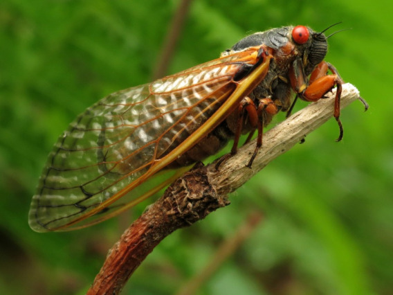 Picture of a cicada on a branch