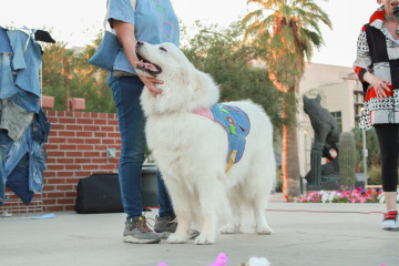 Large fluffy white dog smiling on stage with its owner