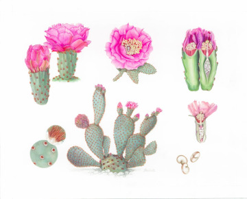illustrations of cacti