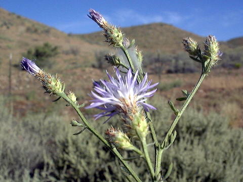 Diffuse Knapweed Flowers