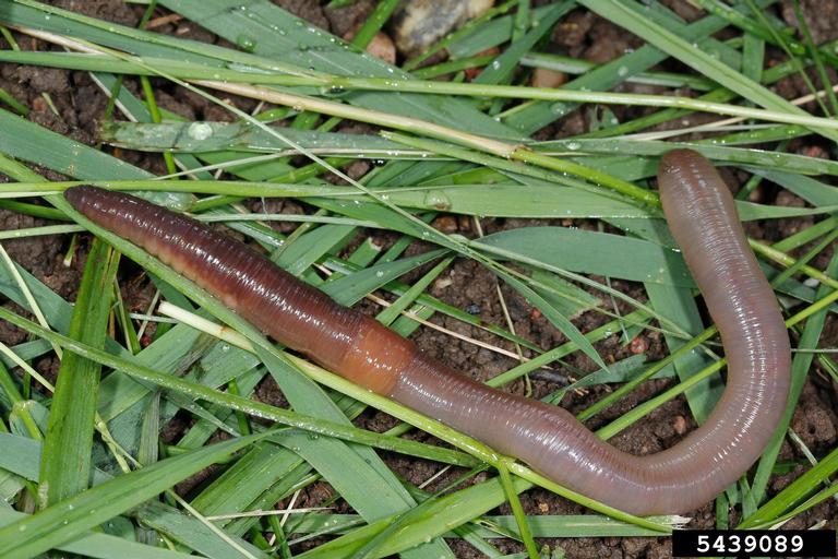 Backyard Gardener - Understanding Earthworms - December 7, 2016