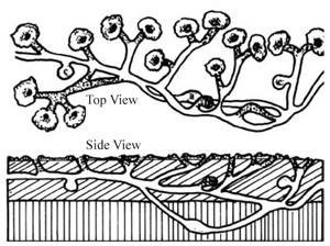 Gopher burrow schematic