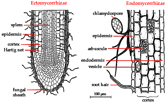 Endo- vs Ecto- Mycorrhizae