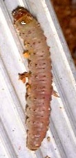 Sequoia pithch moth larva (caterpillar)