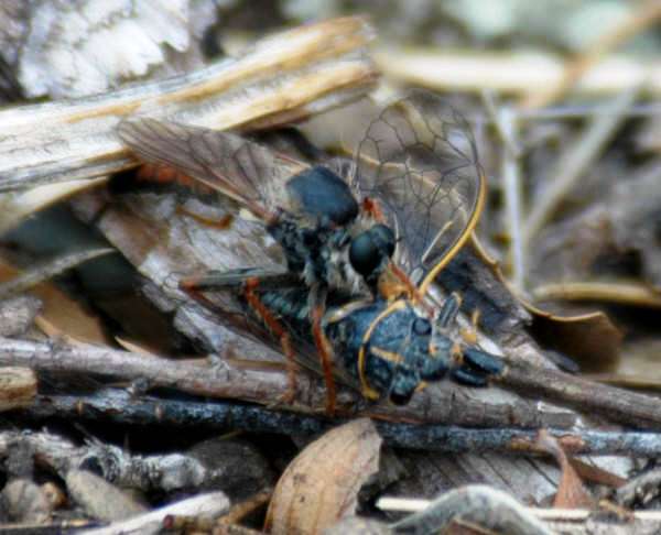 Robber fly consuming a cicada - click on photo for larger view