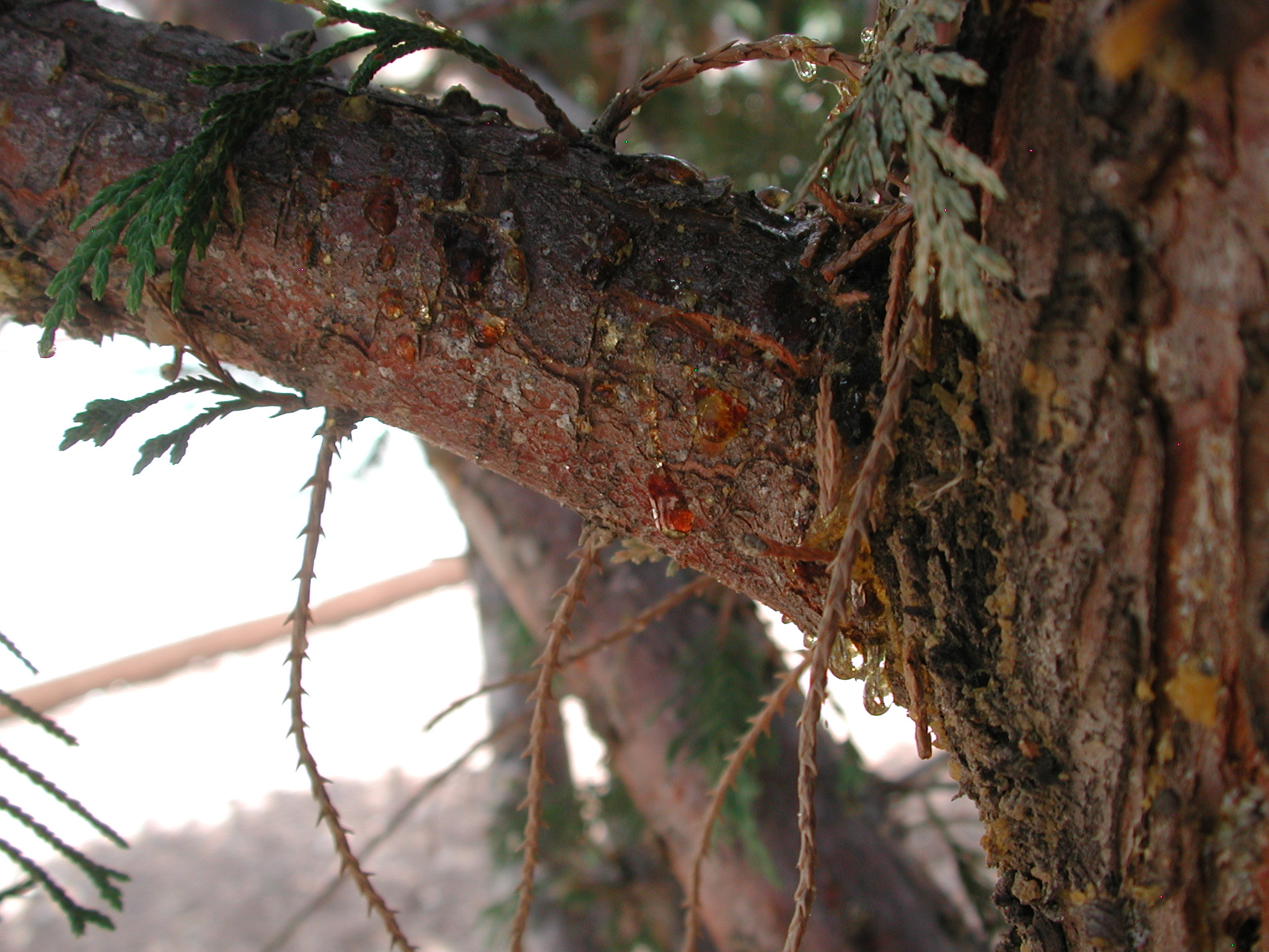 Seiridium canker on branch of Leyland cypress