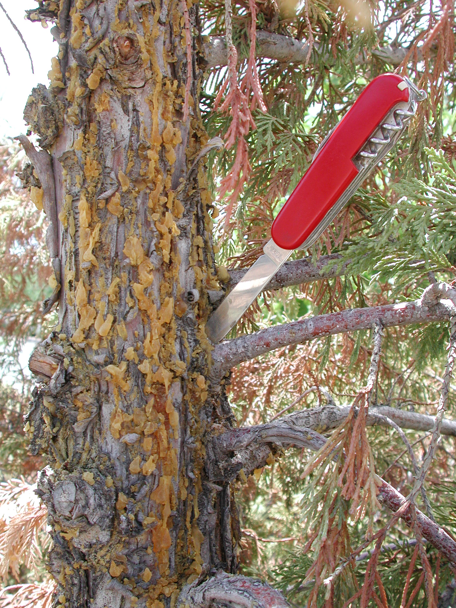 Sap exuding from trunk on Seiridium canker infected tree