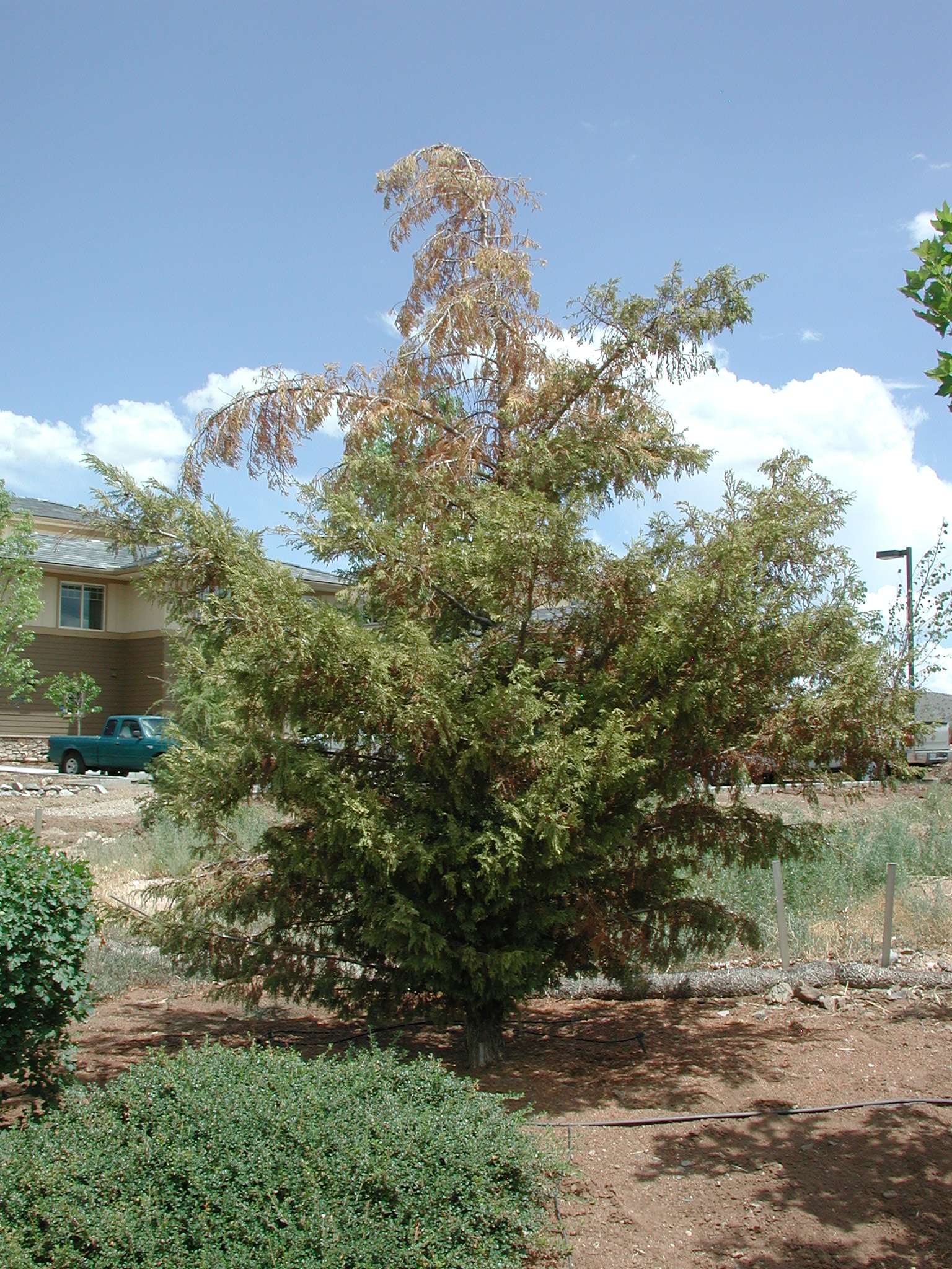 Young tree infected with Seridium canker