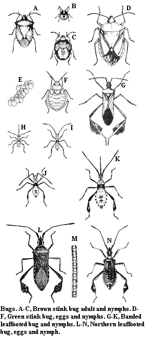 Stink bugs and Leaf-footed bugs showing nymphs and adults